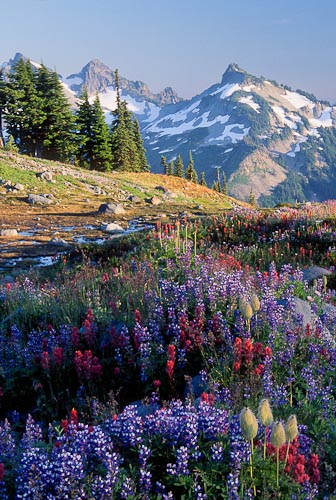 Canon 90mm TS-E at full tilt. Mt. Rainier National Park.