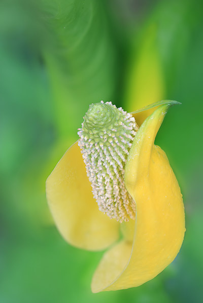 Skunk Cabbage—with bokeh. A focus stack of eight images. Canon 5D III, 90mm f/2.8 TS-E @f/5.6,  1/13sec, iso100.