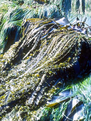 Kelp in glaring mid-morning light; no polarizing filter
