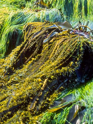 Kelp in glaring mid-morning light with polarizing filter attached