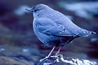 American Dipper