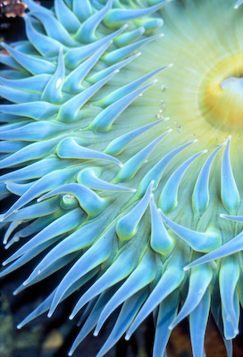 Polarizing filter cuts through reflected glare to reveal this tidepool Giant Green Anemone