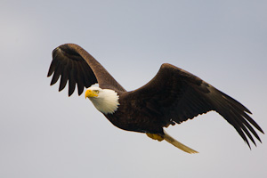 Case 1. 0,0,0. Versatile. Medium and large birds in steady flight. Example: Bald Eagle.