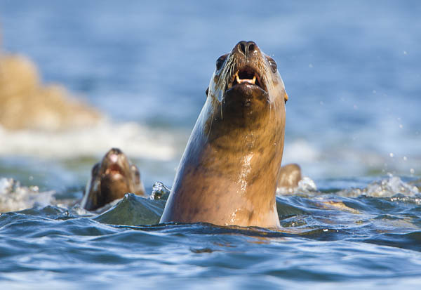 Stellar Sea Lions, Frederick Sound, Alaska. The 500mm f/4 at work on the water: the cropped image was shot from about 80 yds, from the seat of a kayak. 