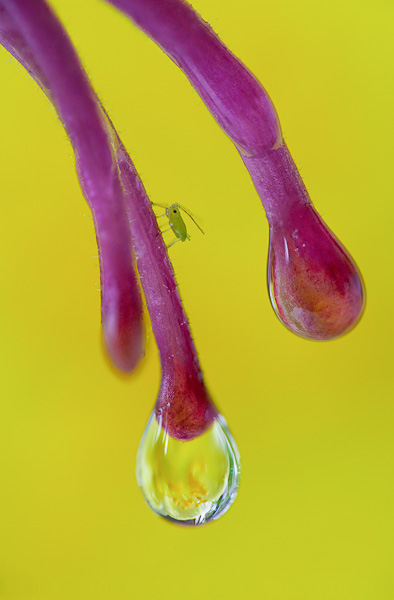 Focus Stacking with CombineZP, from eight images. I made no attempt