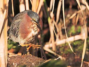 Green Heron, Lake Washington, Seattle. Cluttered background.