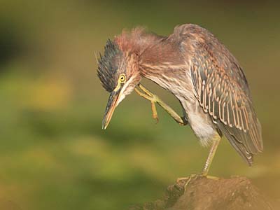 Green Heron scratching. Lake Washington, Seattle, WA