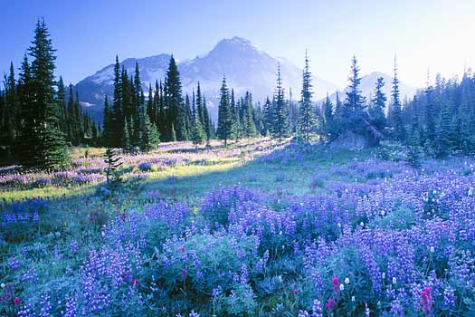 Lupine wildflowers at Indian Henry's, Mt. Rainier National Park.