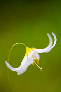 Avalanche Lily, with out-of-focus, bokeh background.  Canon 90mm T/S at f/2.8