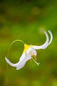 Avalanche Lily Canon 90mm T/S at f/8