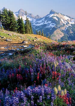 Wildflowers at Mazama Ridge, Mt. Rainier