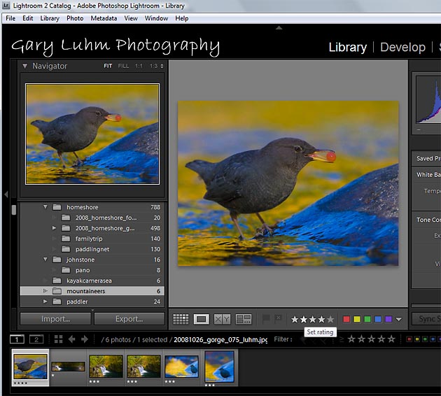 Fig. 1. Using lope view, an easy way to assign stars is to click on the stars in the toolbar below the photo (or use the keyboard numbers). I judged this American Dipper a 4-star photo.