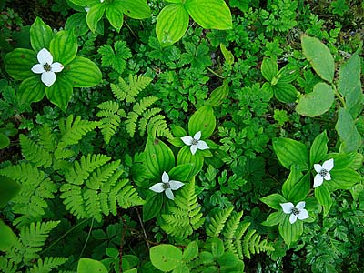 The forest floor in studio-like lighting. Thomas Bay, SE Alaska