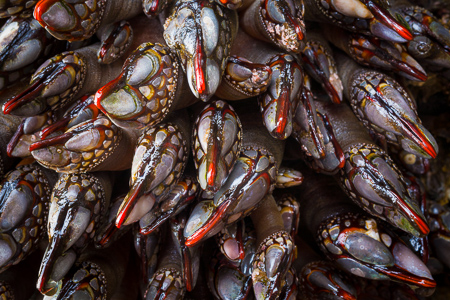 Gooseneck Barnacles, Tongue Point, Strait of Juan de Fuca, Washington State.