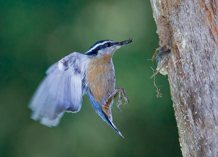 Red-brested Nuthatch approaches a backyard nesthole. Kirkland, Washington