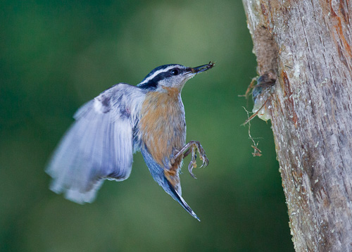 A Red-brested Nuthatch in deep shadow, with bounced light from 42" Photoflex LiteDisc. 