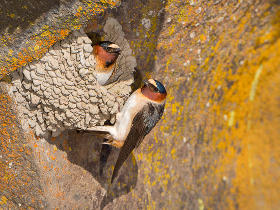 Cliff Swallows, sunlit with reflected light off pond. Note light and dark shadows. 