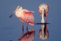 Florida Bird Photography