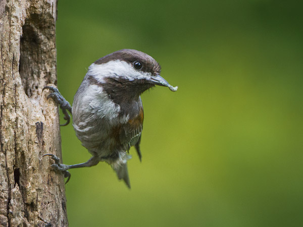 Chestnut-backed Chickadee at backyard nesthole.