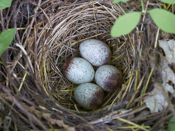 Spotted Towhee eggs in nest