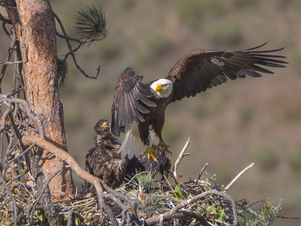 Bald Eagle Nest, Yakima Canyon, WA