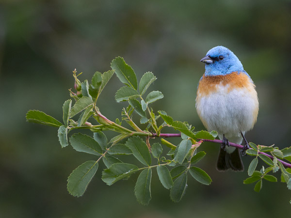 Lazuli Bunting on Wild Rose, Umtatum Creek, Yakima Canyon