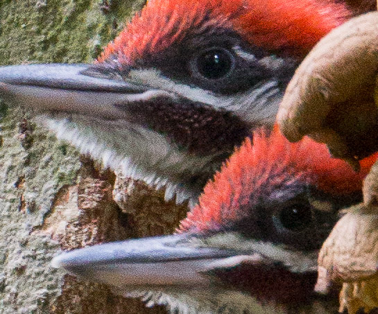 Live View; no flash. Crop to 100% pixels shows no jitters; background and rear bird are sharp, foreground chick is a bit out-of-focus. Canon 5D III, 500mm f/4, 1.4x @ f/8, ISO 3200, 1/20s.