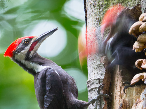 Slow shutter speed. Parent sharp; chicks moving. Canon 5D III, 500mm f/4, 1.4x @ f/8, ISO 3200, 1/13s.