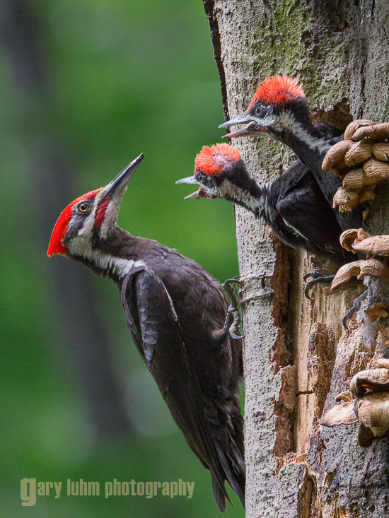 Slow speed, sharp image miracle. Canon 5D III, 500mm f/4, 1.4x @ f/8, ISO 3200, 1/40s.