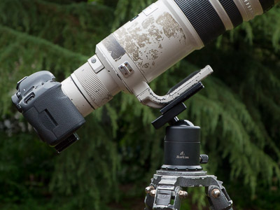 Canon 5D III, 500mm f/4 and 1. 4x. Lens shifted forward to balance on the tripod.