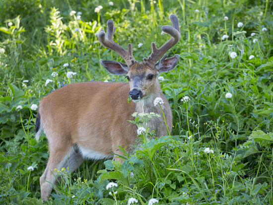 Blacktail buck, in velvet, along Hurricane Ridge Rd. Canon 5D III, 500 f/4 @f/5.6,1/320s, ISO 800