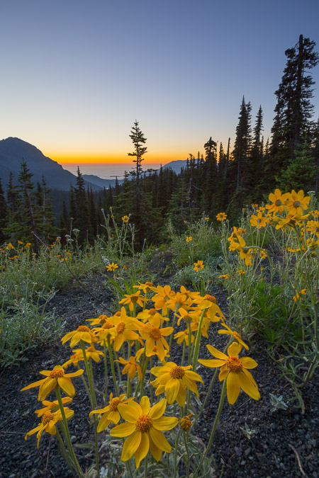 Woolly Sunflower at sunrise. A two image, focus stack, capture. Canon 5D III, 17-40 f/4 @f/11, 1/4s, 3.2s, ISO 200.