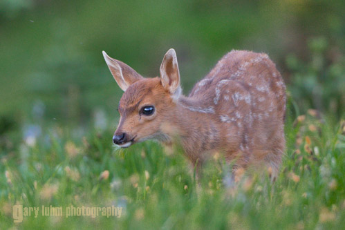 Fawn capture from low-angle position. Canon 5D III, 500 f/4 @f/5.6,1/200s, ISO 800.