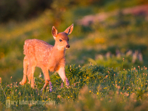 Same fawn in very warm, evening light. Canon 5D III, 500 f/4 @f/5.6,1/400s, ISO 1600.