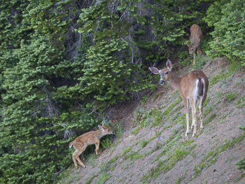 Doe with two fawns, along Obstruction Point Rd. Canon 5D III, 500 f/4 @f/5.6,1/320s, ISO 1600.