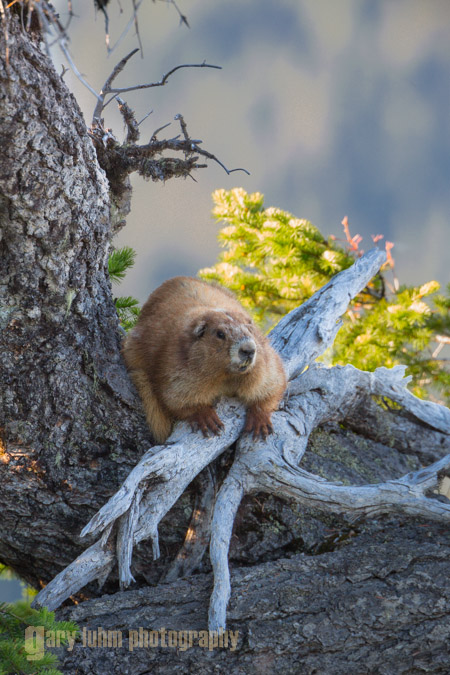 Olympic marmot. Canon 5D III, 500 f/4 plus 1.4x, @f/8,1/60s, ISO 640.