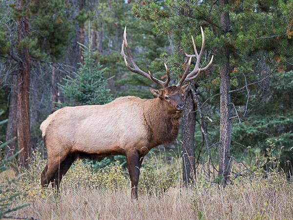 A first day image. I followed this bull through the woods, with little to show for it. Putting the elk against a nearby clutter of trees is a surefire loser. Anticpating the elk's movement would help. Canon 5D III, 70-200mm f/4@200, f5.6, 1/400s, ISO800.