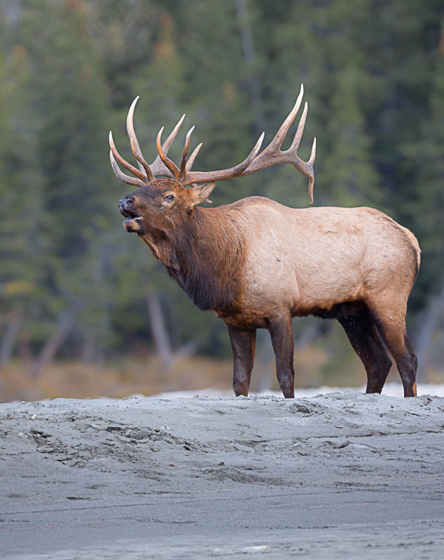 The second morning, we found a herd along the river, in more open terrain. I got low, sitting with the tripod-mounted 500mm f/4. Looking up toward the bull made him appear more intimidating. I was ready when the bull bellowed, but the pleasing, out-of-focus background makes the shot. Canon 5d III, 500mm f/4 @5.6, 1/320s, ISO800.