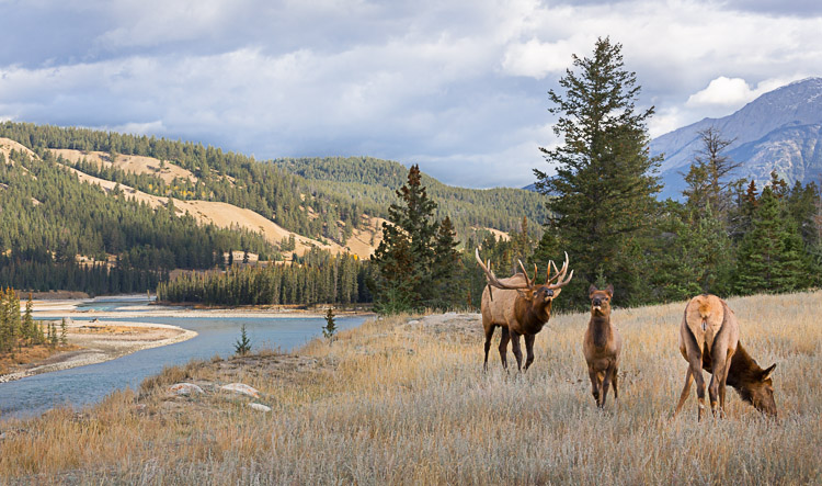 I thought including the river in some shots could be useful, so I moved toward the bluff edge and was rewarded when the bull moved in my direction herding the cows. It's an environmental, story-telling shot that shows the mixed forest and grassland around Jasper, and the Athabasca River which eventually makes it way to the MacKenzie and then on to the Arctic Ocean. Canon 70-200mm f/4 @ 78mm, f/11, 1/250s, ISO640.