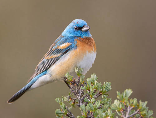 Lazuli Bunting, on a perch near the remote speakers. Canon 5D III, 500mm f/4, 1.4x, 1/160s, f/8, ISO 800.