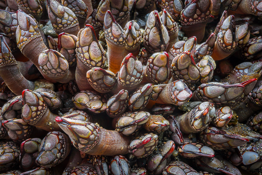 Shooting down at f/22 at these Tongue Point gooseneck barnacles, I increased contrast to create blacks in shadow and add mystery.