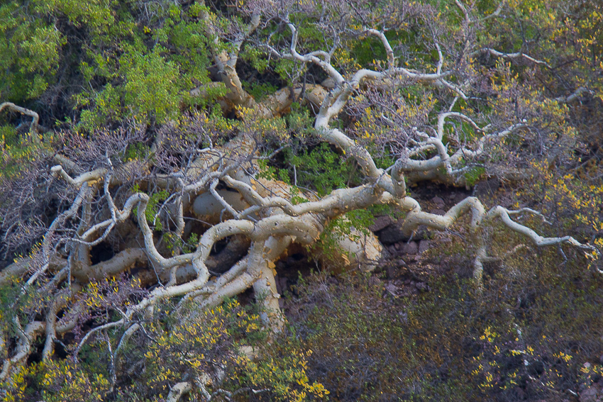 I find a lot of dynamism here, with implied dagonals among the twisting limbs of this Baja, Mexico Elephant Tree causing my eye to jump from lower left to upper right, and back again.