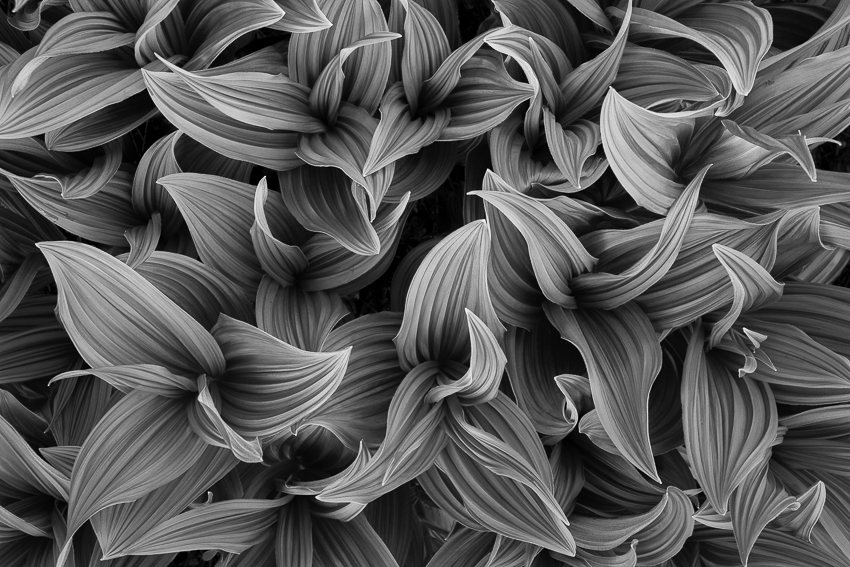 I prefer this black and whte False Hellebore to the color version. It reduces the image to a more pure state, a soothing pattern of line-etched leaf-shapes.