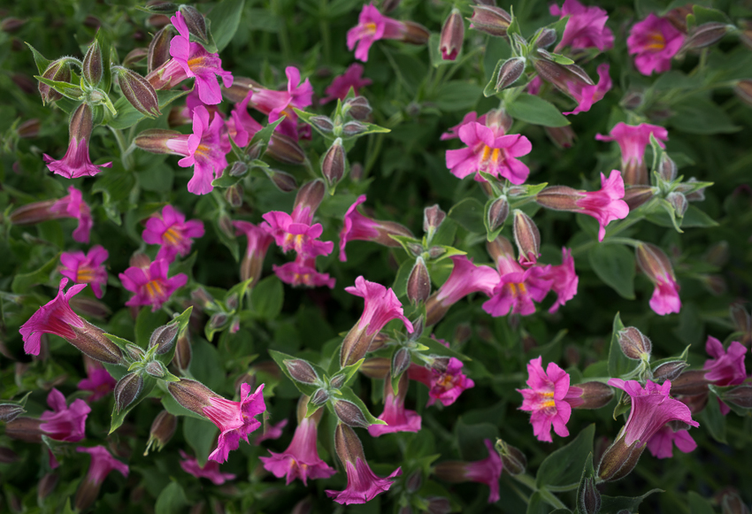 Shooting down at 24mm on these Lewis's Monkeyflowers at Mt. Rainier, I didn't get the pattern I sought. In post, I added two flowers to flil voids, and rotated a third to better hold the eye. Adding contrast, shifting hue and de-satuating the greens finished the image.