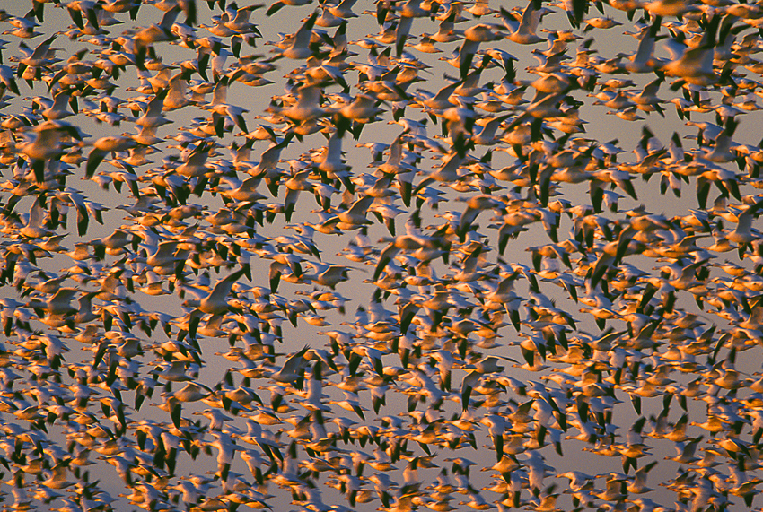 Pattern of wintering Skagit snow geese in warm sunset light