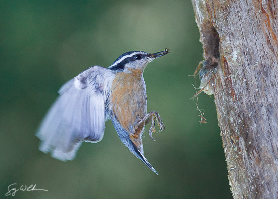 Male Red-breasted Nuthatch approaches nest with bug-filled bill.   Canon 300mm f4 @ f6.3, 1/1600 sec. , 1600 ISO,  