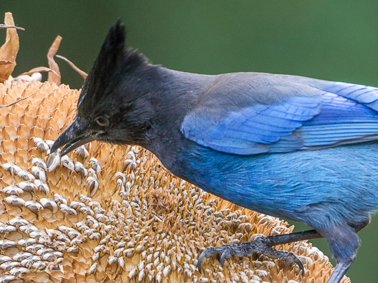 A Steller's Jay picks up a sunflower seed. Adding light to the dark head in post produced an unacceptably noisy result. Sony a6300, Canon 500mm f4 @f5.6,, 1/500 sec, ISO 1600.