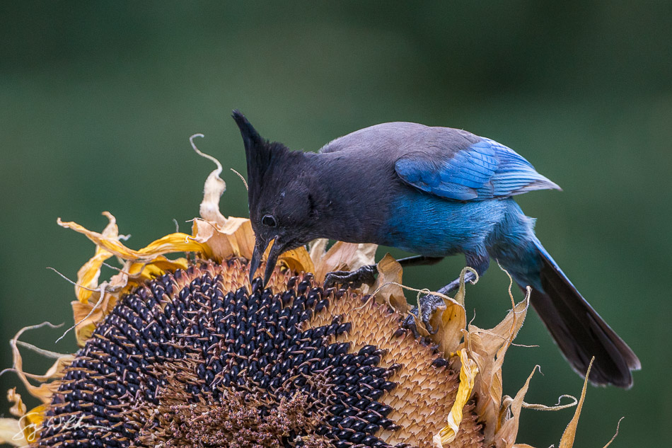 A Steller's Jay picks up a sunflower seed. Shot with 42" light disc bouncing overcast light into the bird, I gained about a stop of light on the bird's face. Sony a6300, Canon 500mm f4 @f5.6,, 1/1000 sec, ISO 1600.