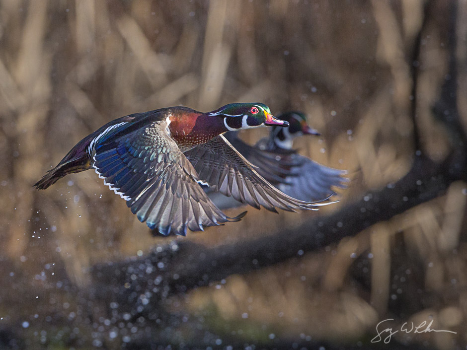 Wood Ducks. Canon 5D III, 500 f/4L, 1/4000s, f/8, ISO1600