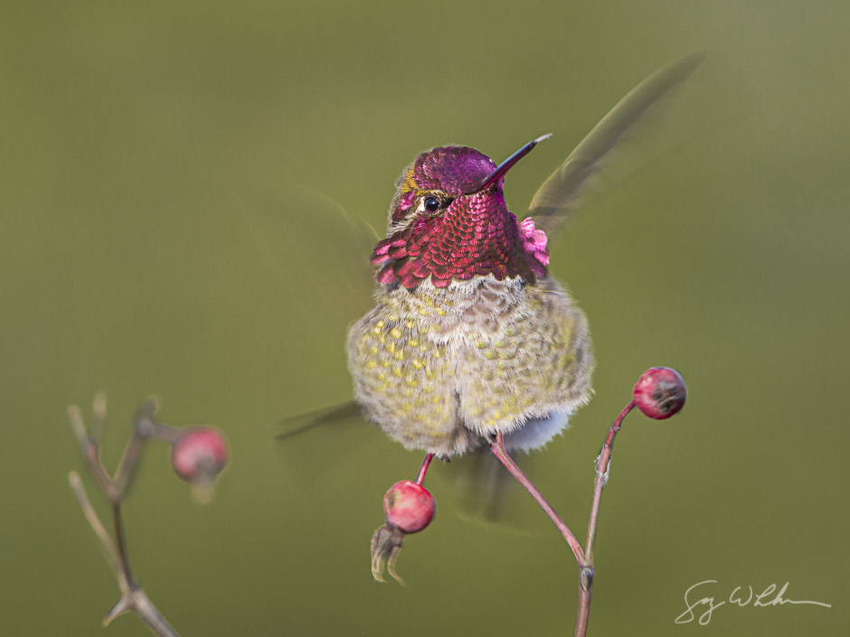 Anna's Hummingbird. Canon 5D III, 500 f/4L, 1.4x, 1/100s, f/11, ISO800